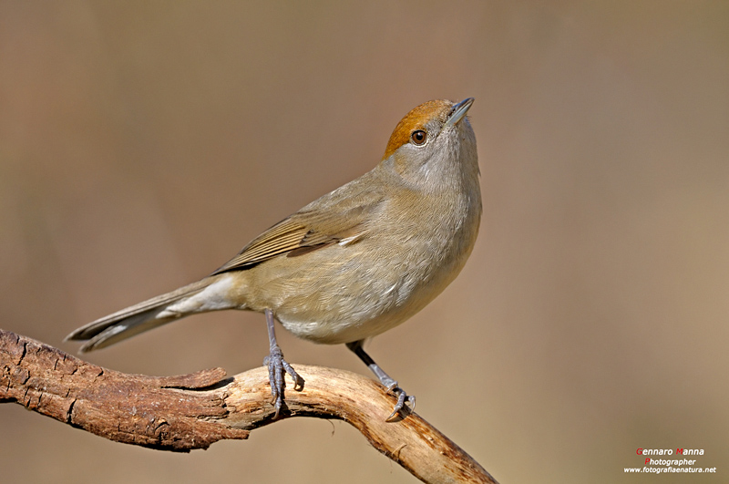 Capinera femmina (Sylvia atricapilla)